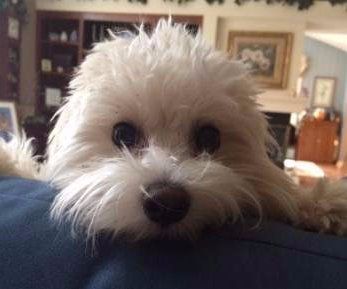 white maltipoo full grown