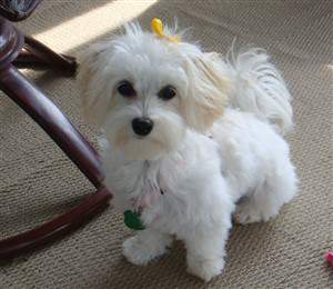purebred maltipoo