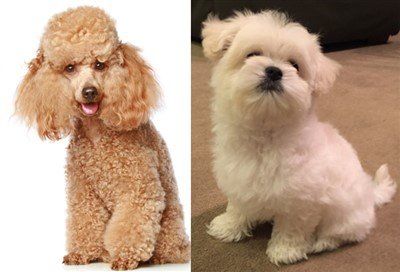 maltipoo toy poodle