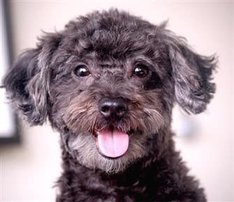 best dog food for maltipoo