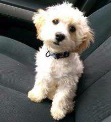 maltipoo 3 months old