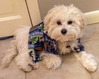 maltipoo docked tail