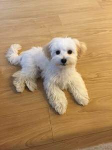 8 pound maltipoo