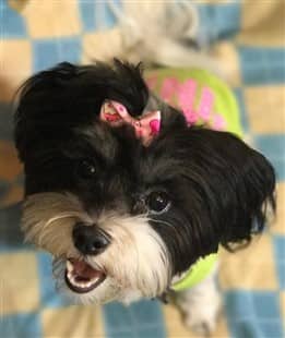 Maltipoo Allergies Diagnosis Treatment Prevention