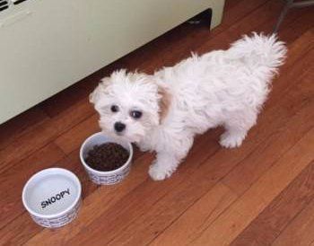 maltipoo food recommendations