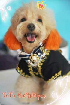 best dog clippers for maltipoo