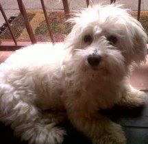 best clippers for maltipoo