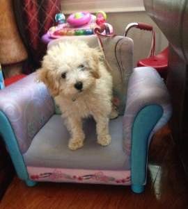 best clippers for maltipoo