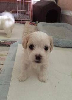 Maltipoo Bad Breath Puppy Senior Dogs Maltipoo Bad Breath Puppy