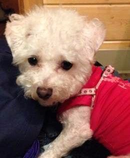 miniature teacup maltipoo