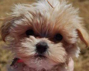 maltipoo intelligence