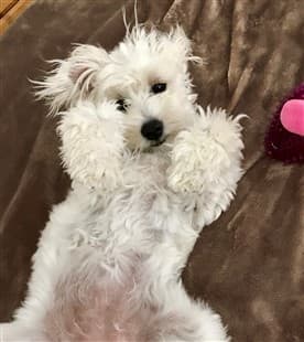 Maltipoo Allergies Diagnosis Treatment Prevention Maltipoo Allergies Diagnosis
