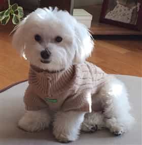 maltipoo clothes