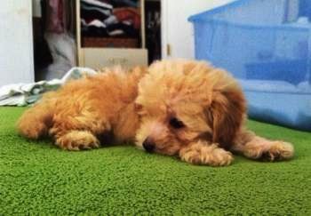 cinnamon red maltipoo puppies for sale