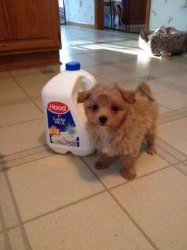 maltipoo 3 months old