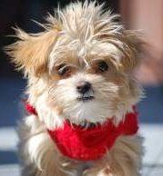 ckc miscellaneous breeds