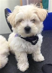 maltipoo food allergies