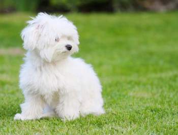 white maltipoo puppy