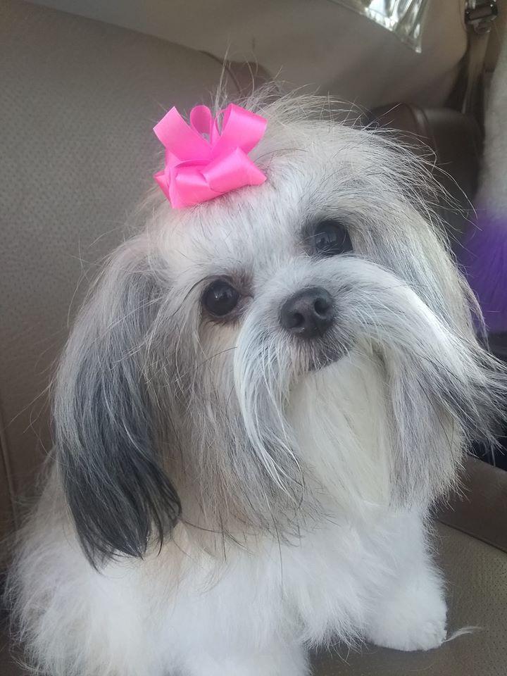 Pet Boarding Orange Park Fl at Cheri Gardner blog