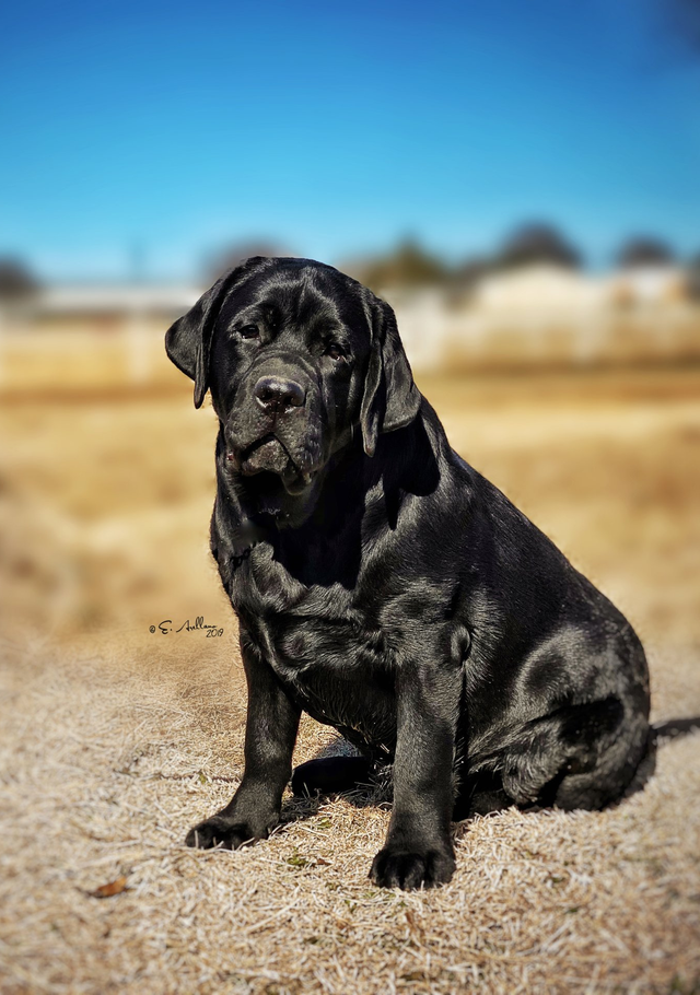 show type labrador