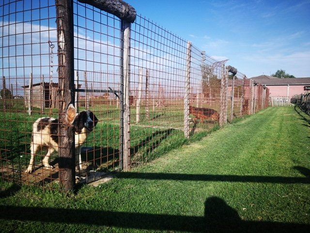 Pensione Per Cani Provincia Di Como