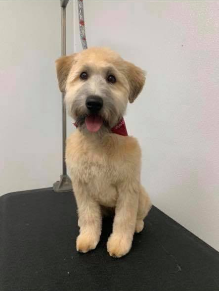 bubble and bows dog grooming