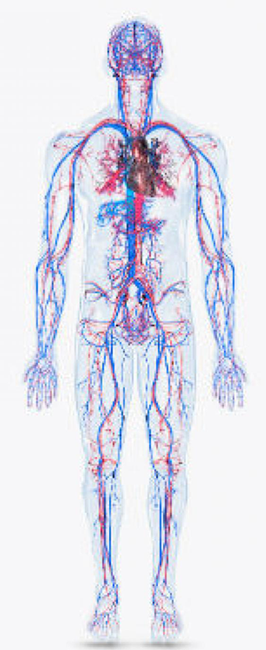 Dr Flora Skin Health Vein Health