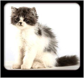 biscuits dog groomer