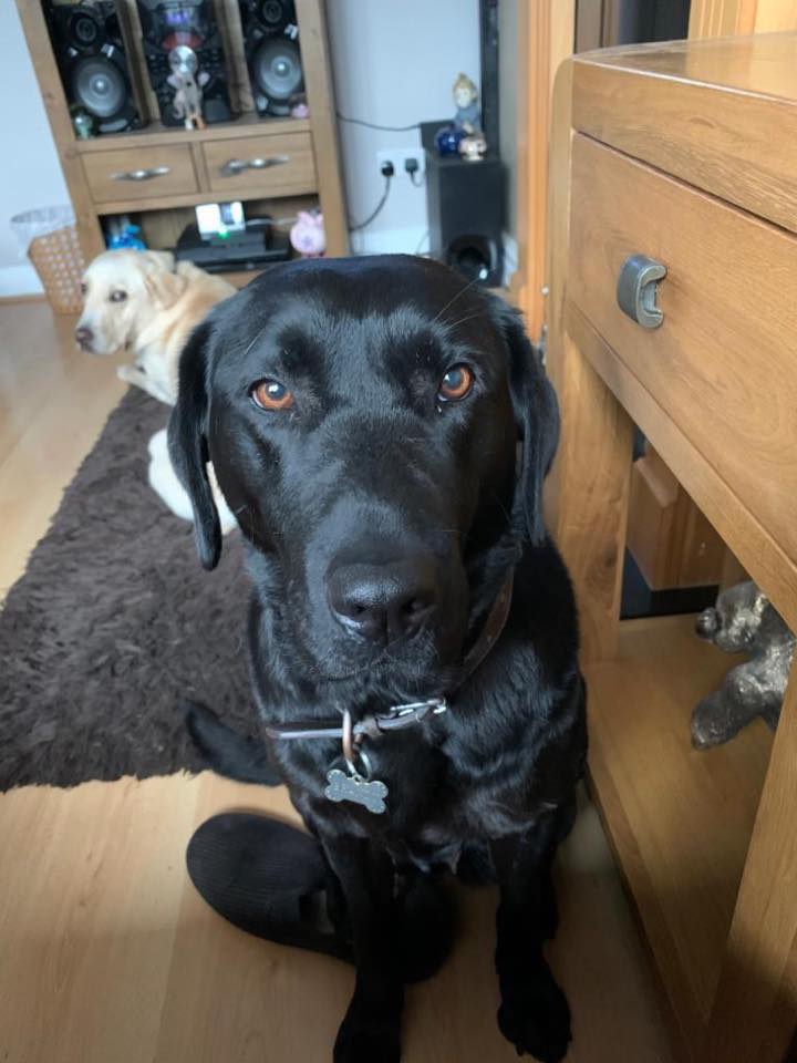labrador in need of rehoming