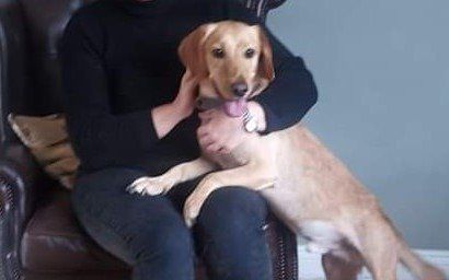 labrador needing home