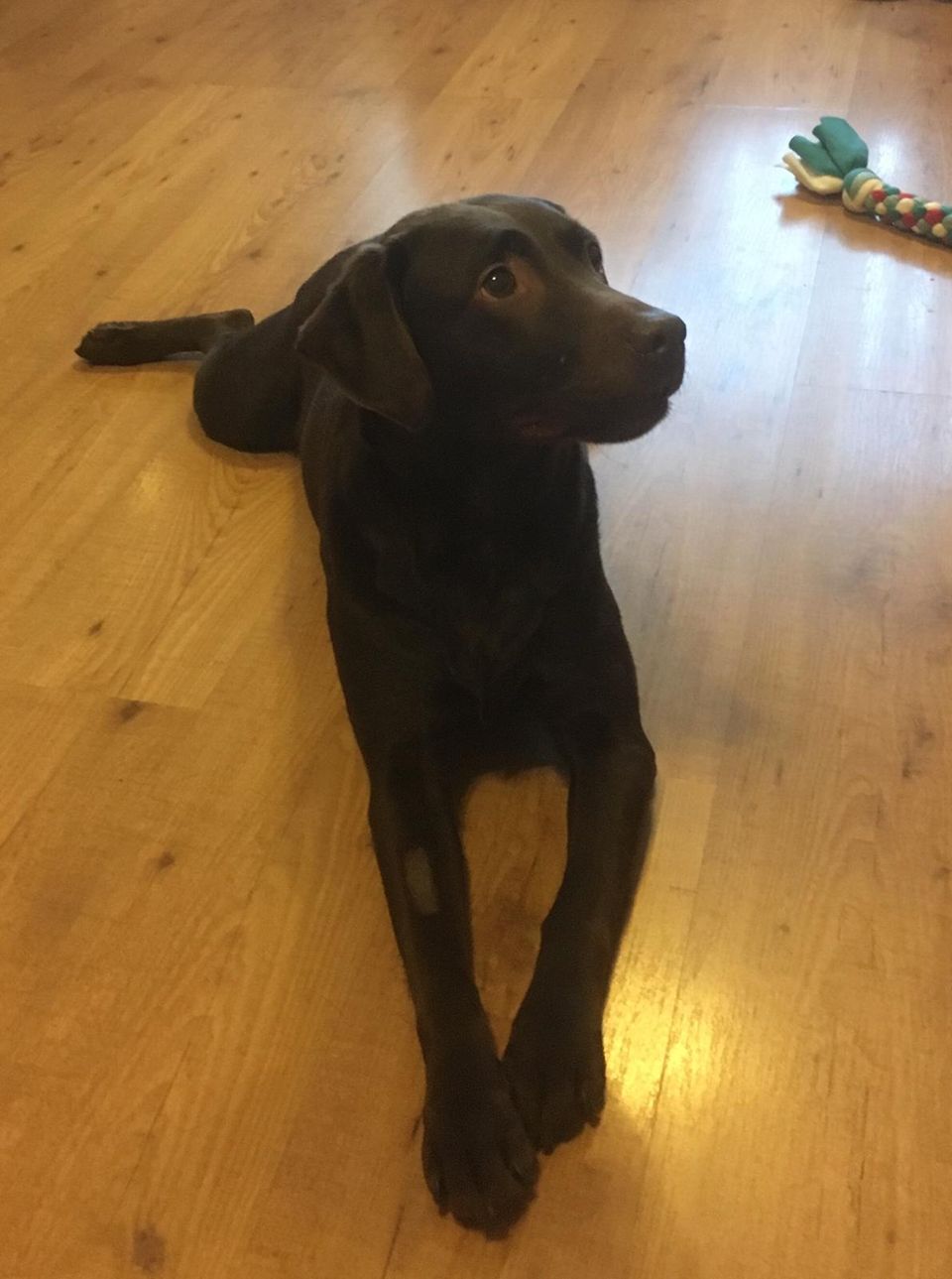 Elsie Adopted