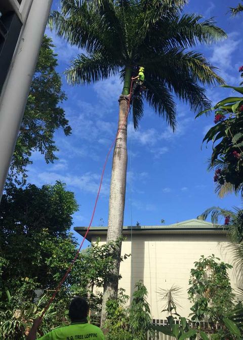 man climbing palm tree to trim