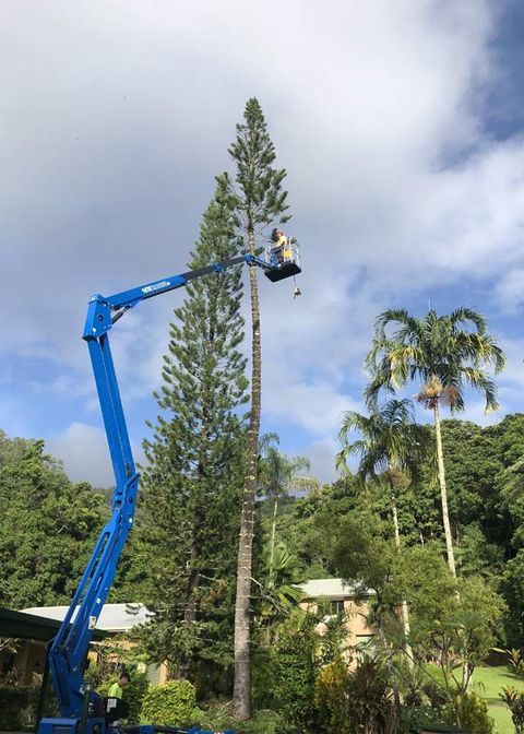 person trimming tree from crane
