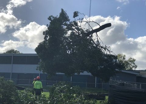 tree connected to crane