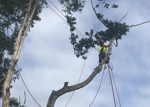 person on tree branch
