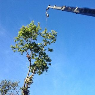 man in tree next to crane
