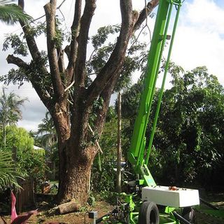 removing rain tree