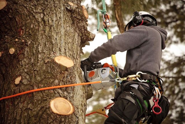 Buckingham Steel Spurs Tree Felling Climbing Gear Tree Surgeons