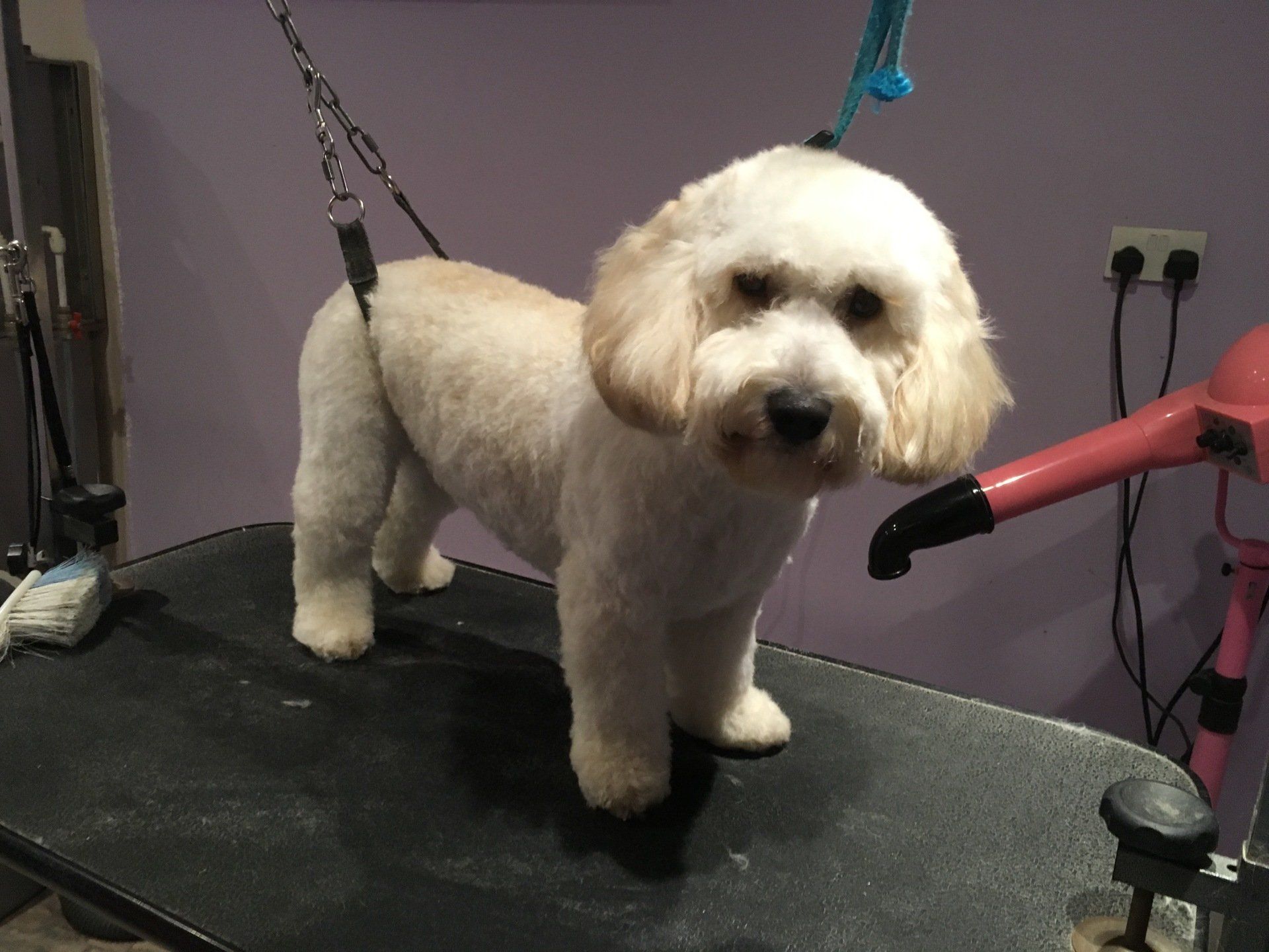 Experts in grooming dogs across Surrey