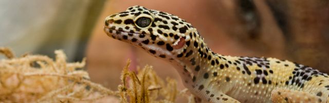 reptile clinic near me