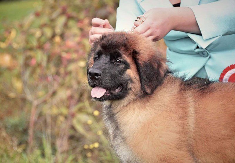 hillhaven leonbergers
