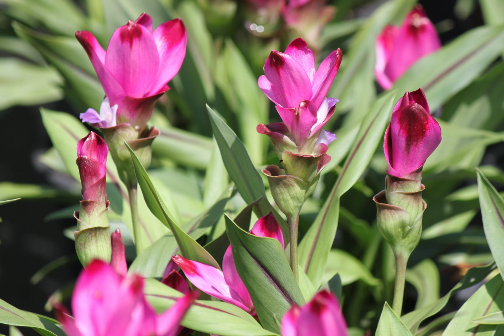 Plant Nursery Savannah, GA Savannah’s Secret Gardens