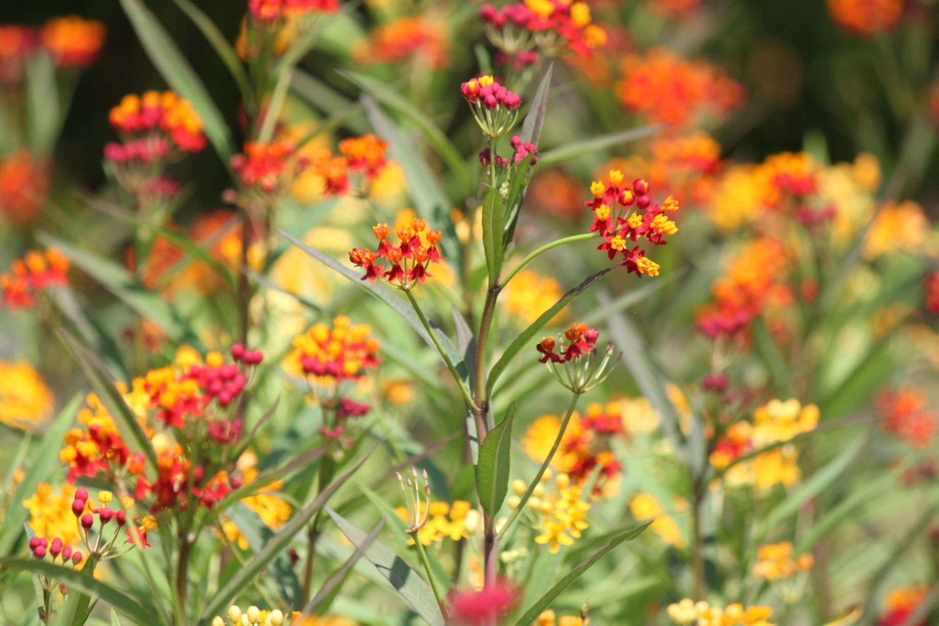 Plant Nursery Savannah, GA Savannah’s Secret Gardens
