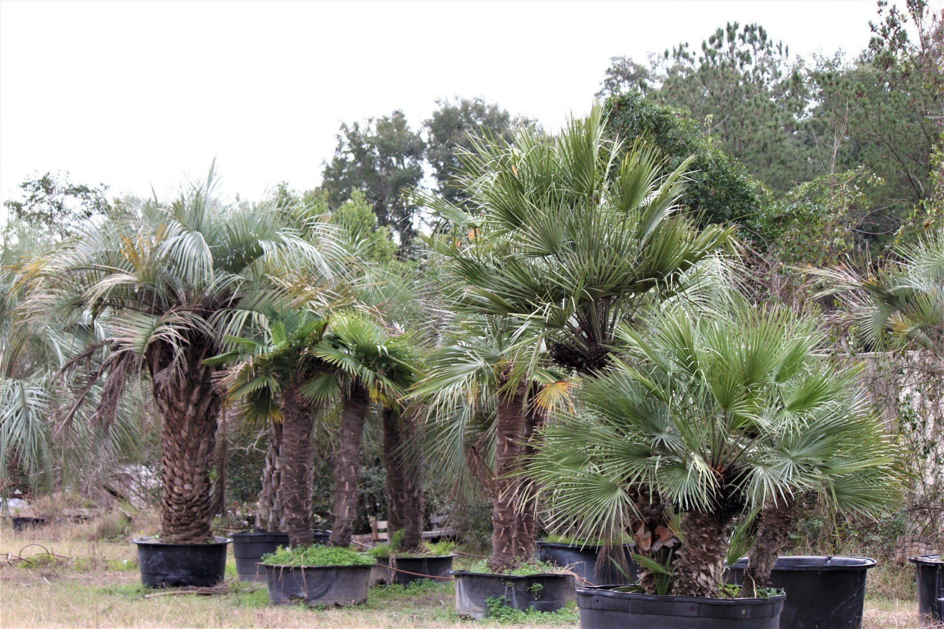 Plant Nursery Savannah, GA Savannah’s Secret Gardens