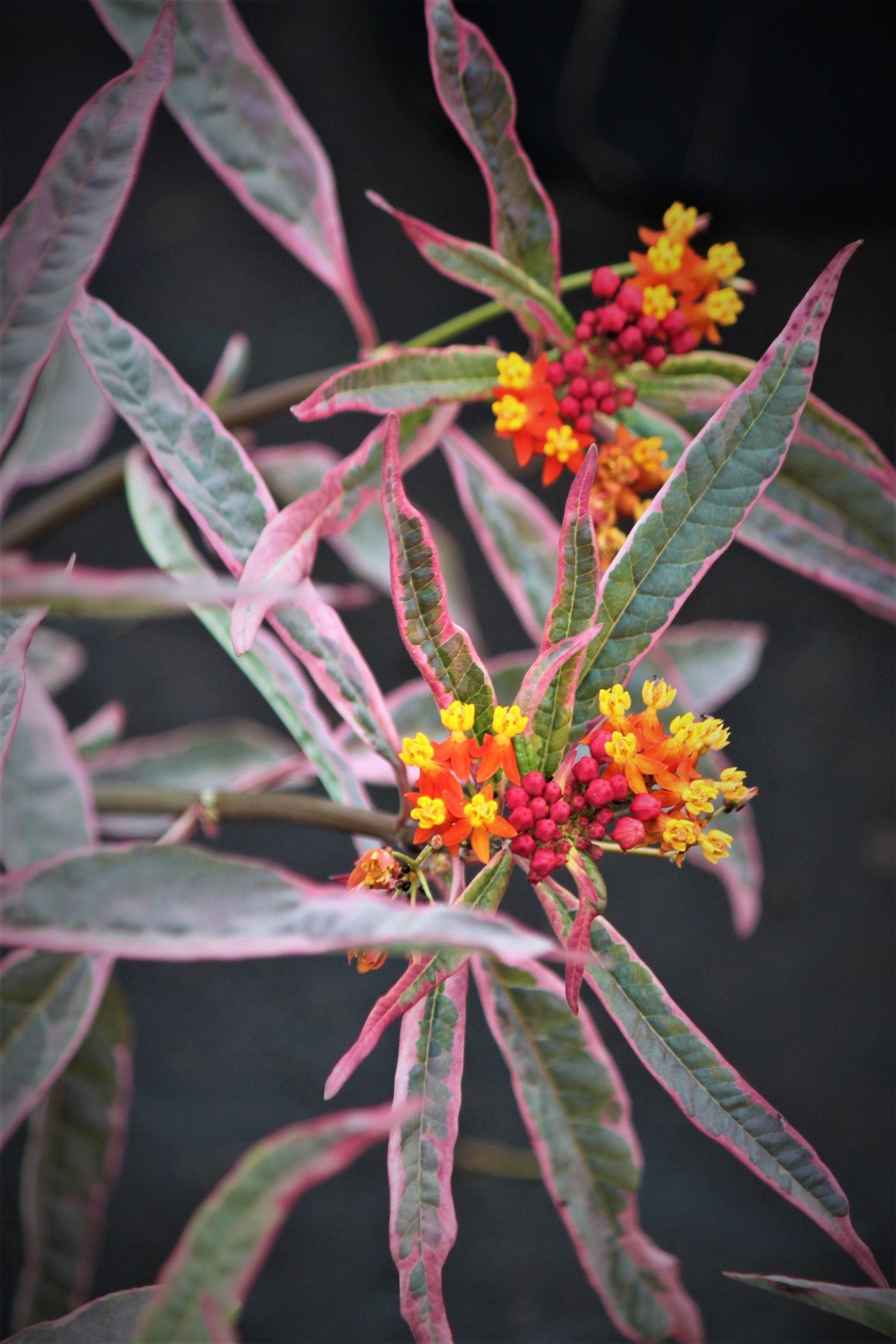 Plant Nursery Savannah, GA Savannah’s Secret Gardens
