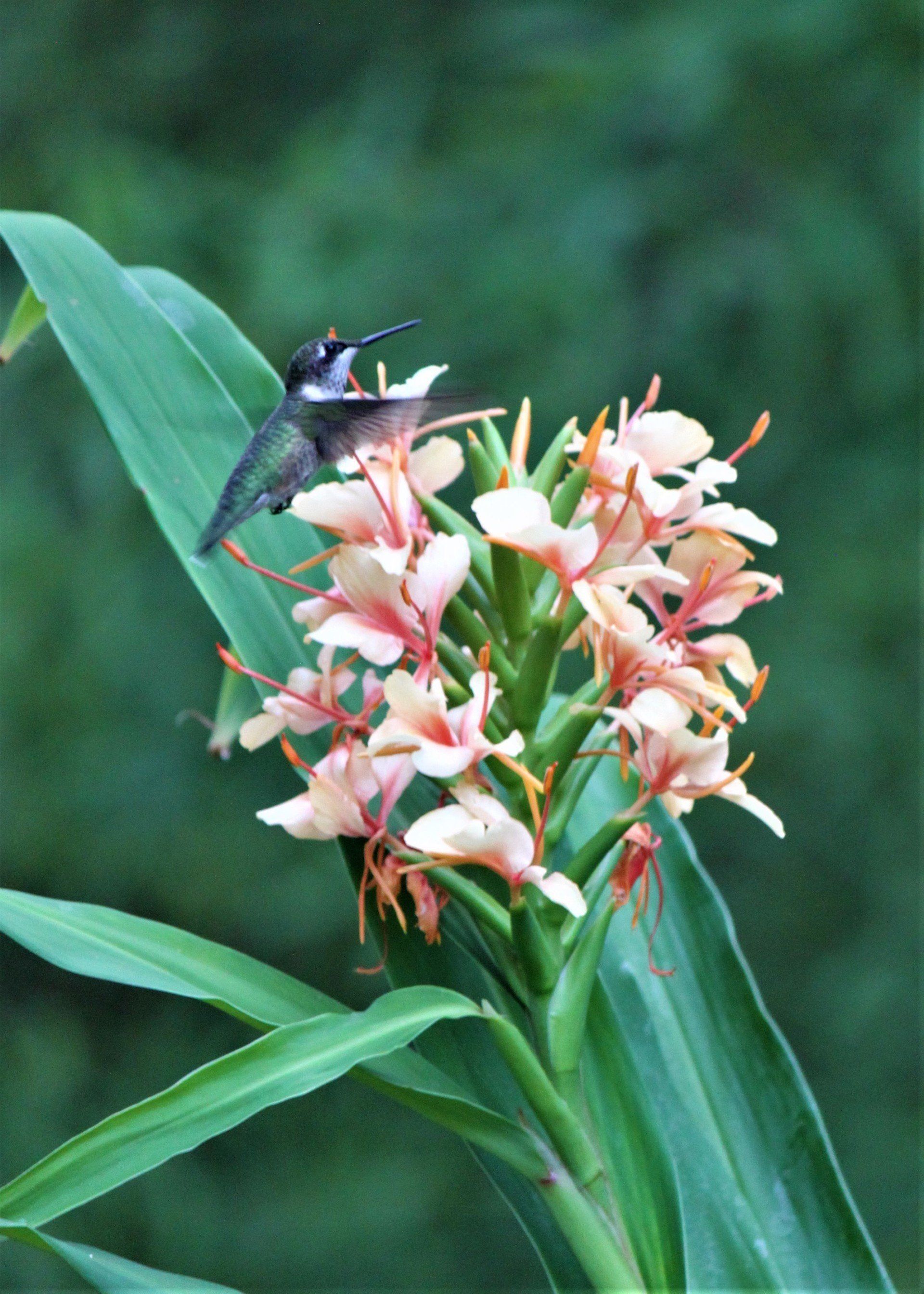 Plant Nursery | Savannah, GA | Savannah’s Secret Gardens