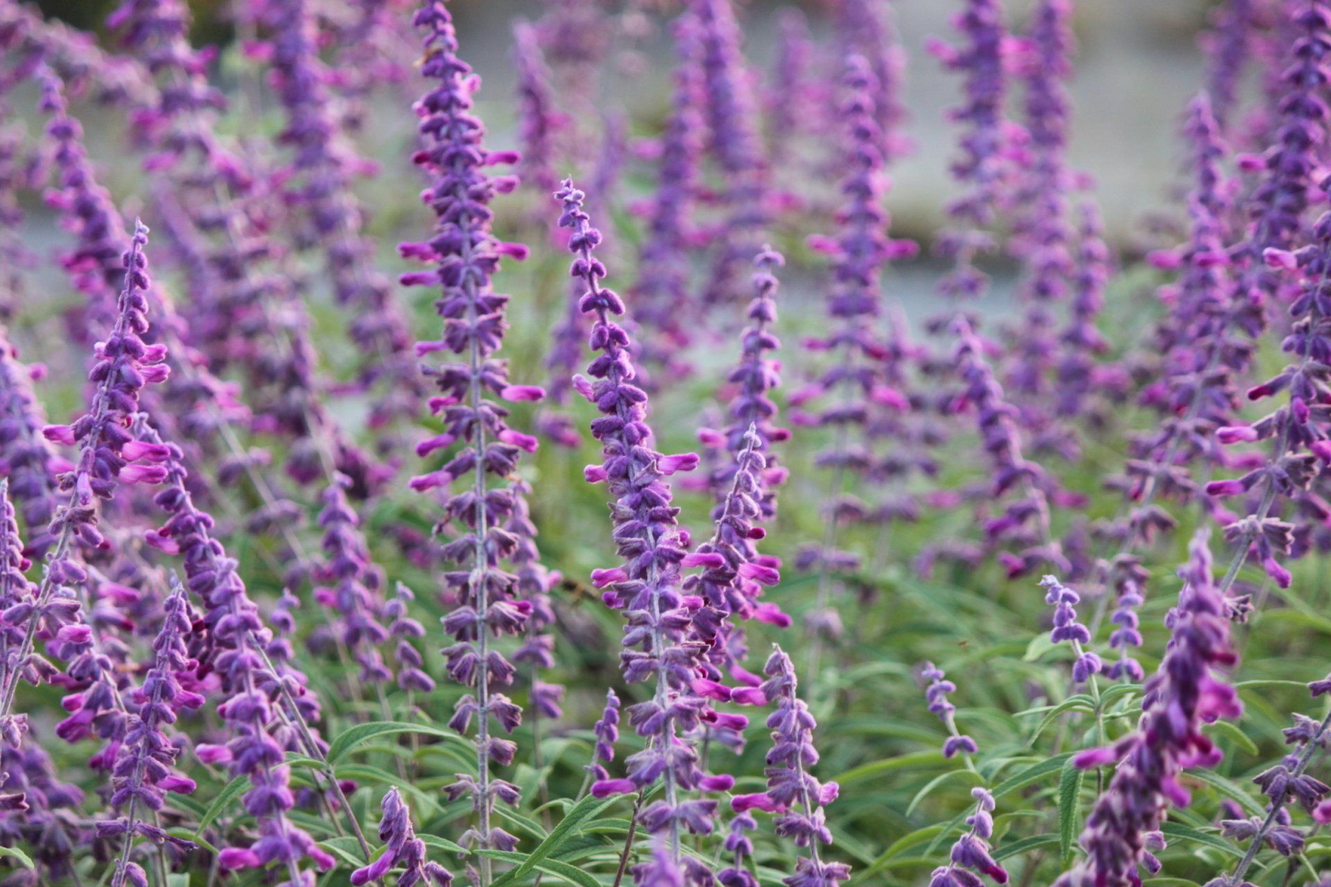 Plant Nursery Savannah, GA Savannah’s Secret Gardens