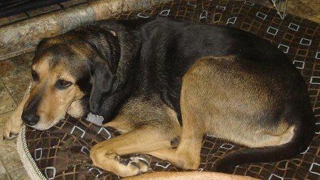 Dog boarding & Day Care, Newport Beach, Orange County Ca.
