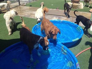 Dog boarding & Day Care, Newport Beach, Orange County Ca.