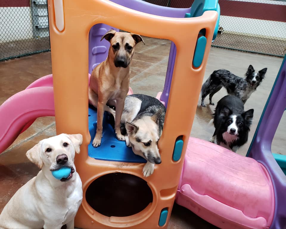 Home Sonoran Desert Pet Resort